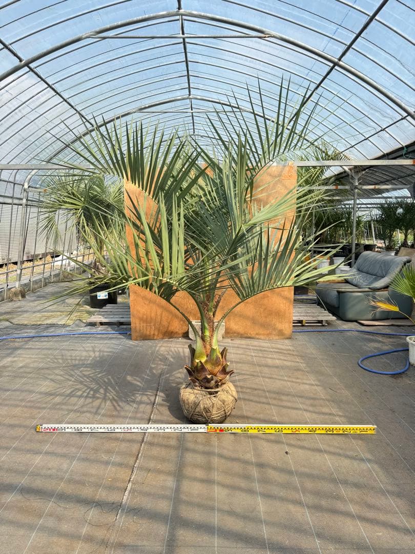ココスヤシシルバーリーフ【極太】葉先190cm幹回り90cm 幹高30cm