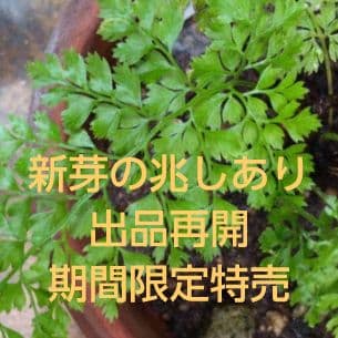 ワケアリ 中⑧ 品種不明シダ