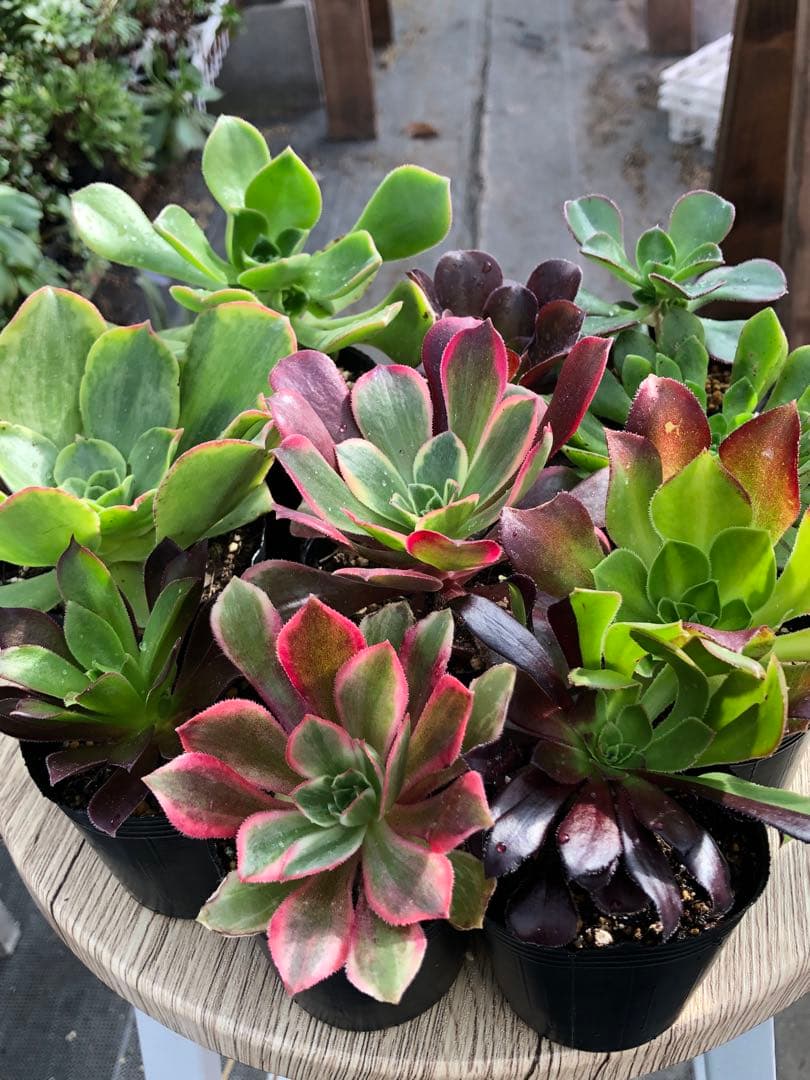 アエオニウム 10品種♡抜き苗セット⑨