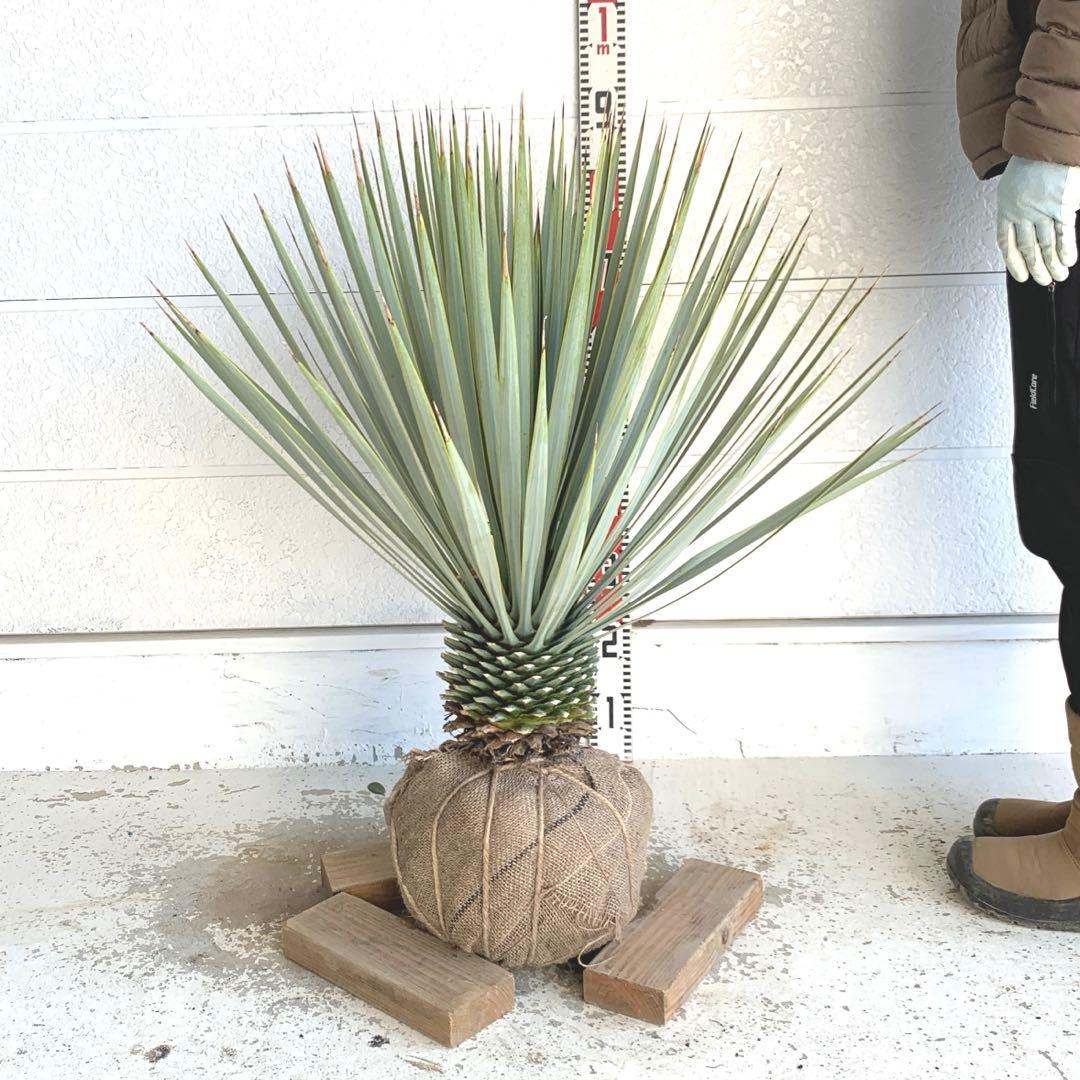 ユッカロストラータ　耐寒性　ドライガーデン　ロックガーデン　28