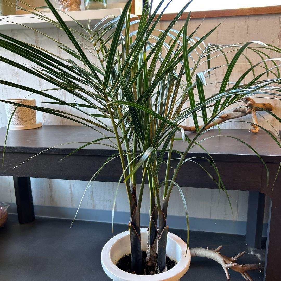 ヤシ　トックリヤシモドキシ　3株　観葉植物　7寸鉢　約95cm 苗のみ