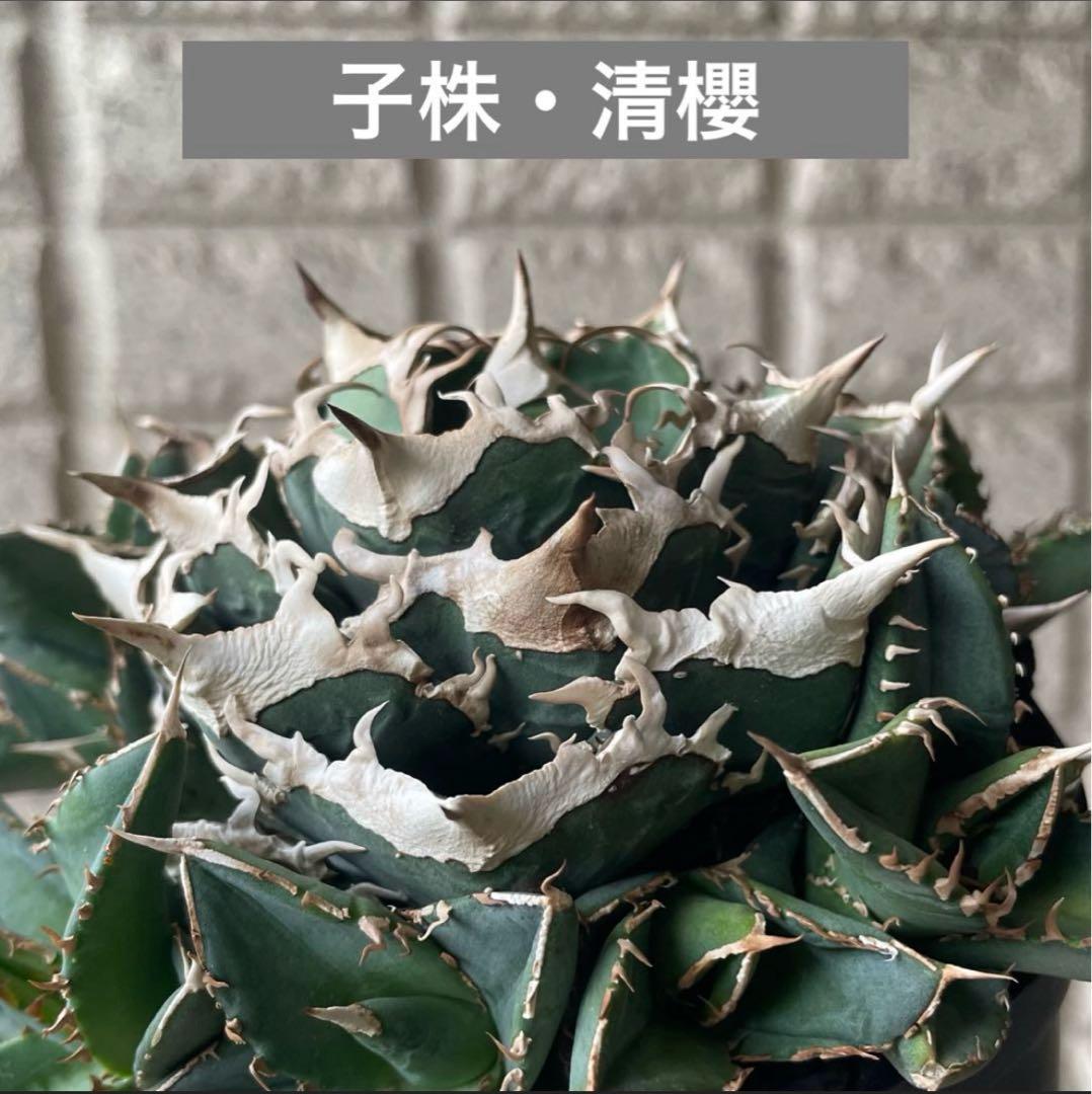 【清櫻】 Lize血統、OC直子、発根済み子株⑤