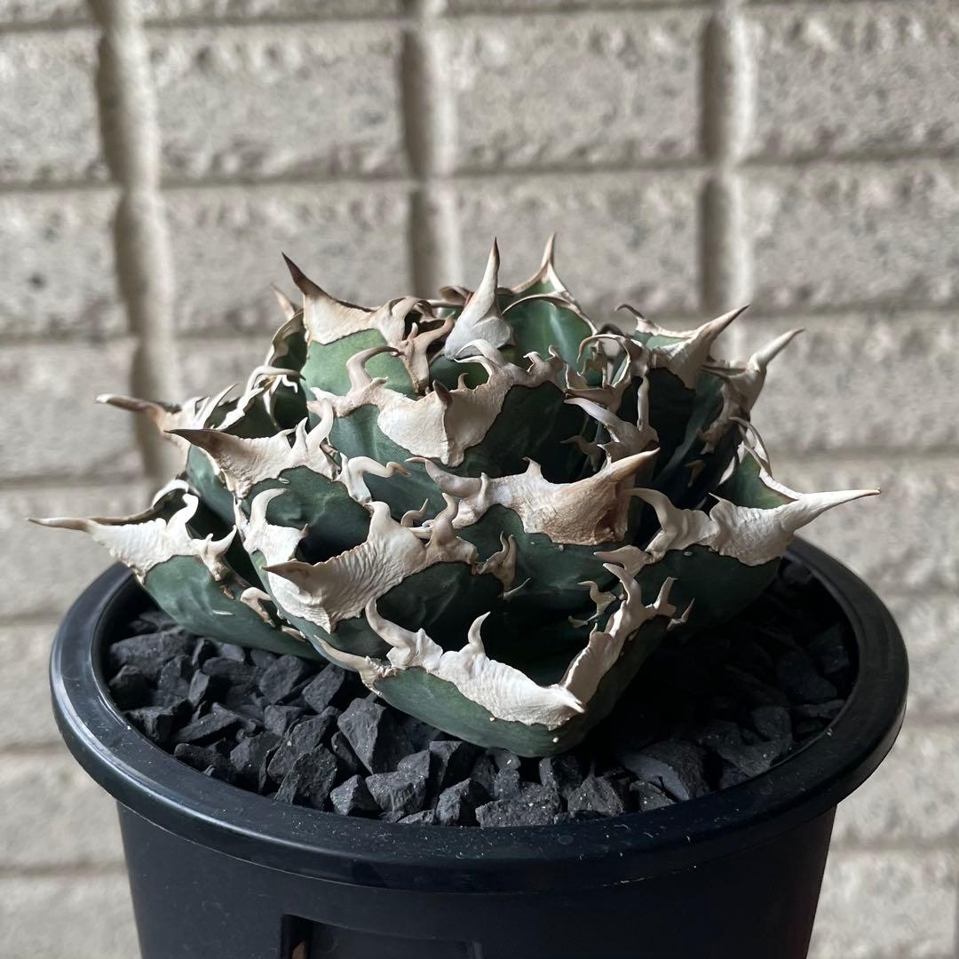 【清櫻】 Lize血統、OC直子、発根済み子株⑤