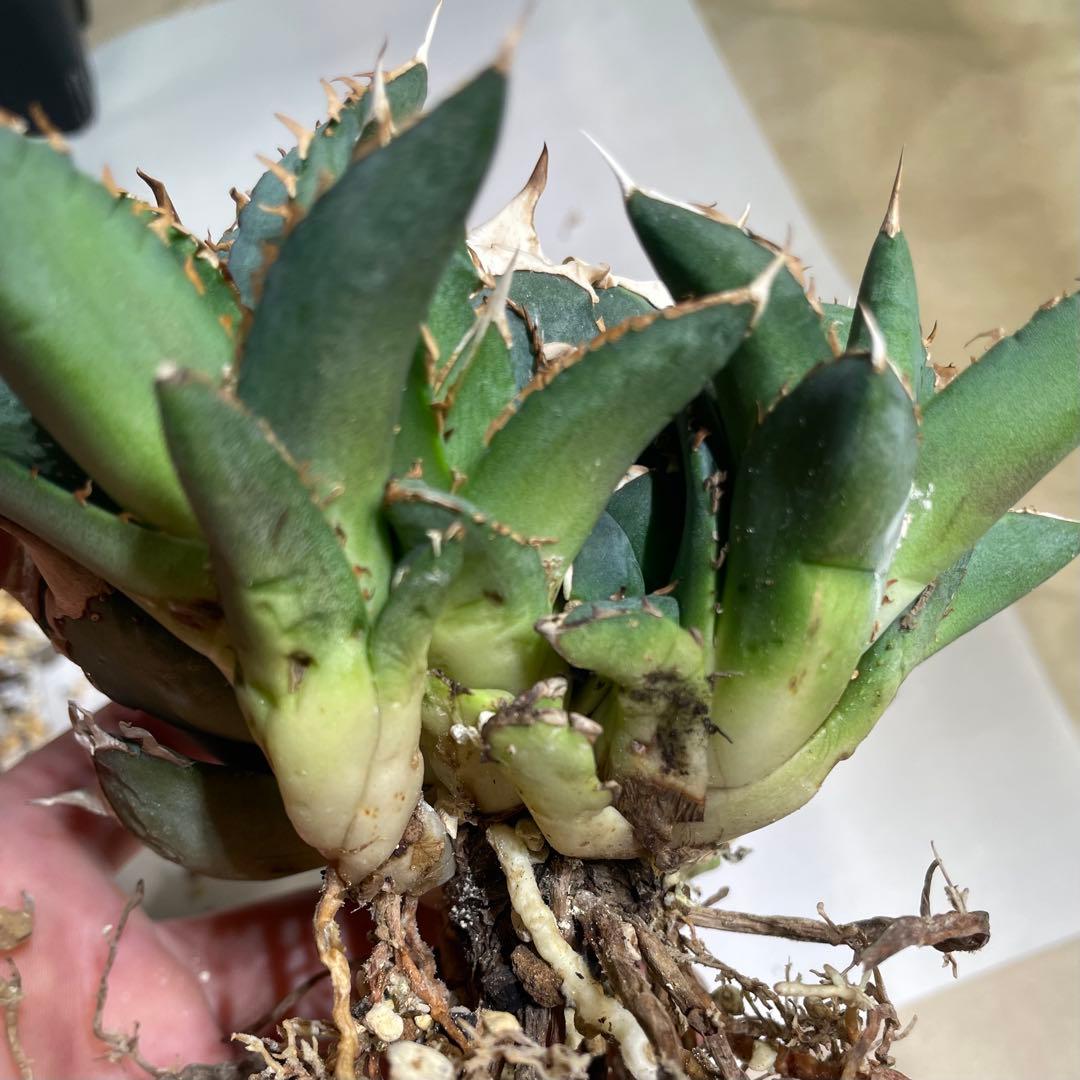 【清櫻】 Lize血統、OC直子、発根済み子株⑤