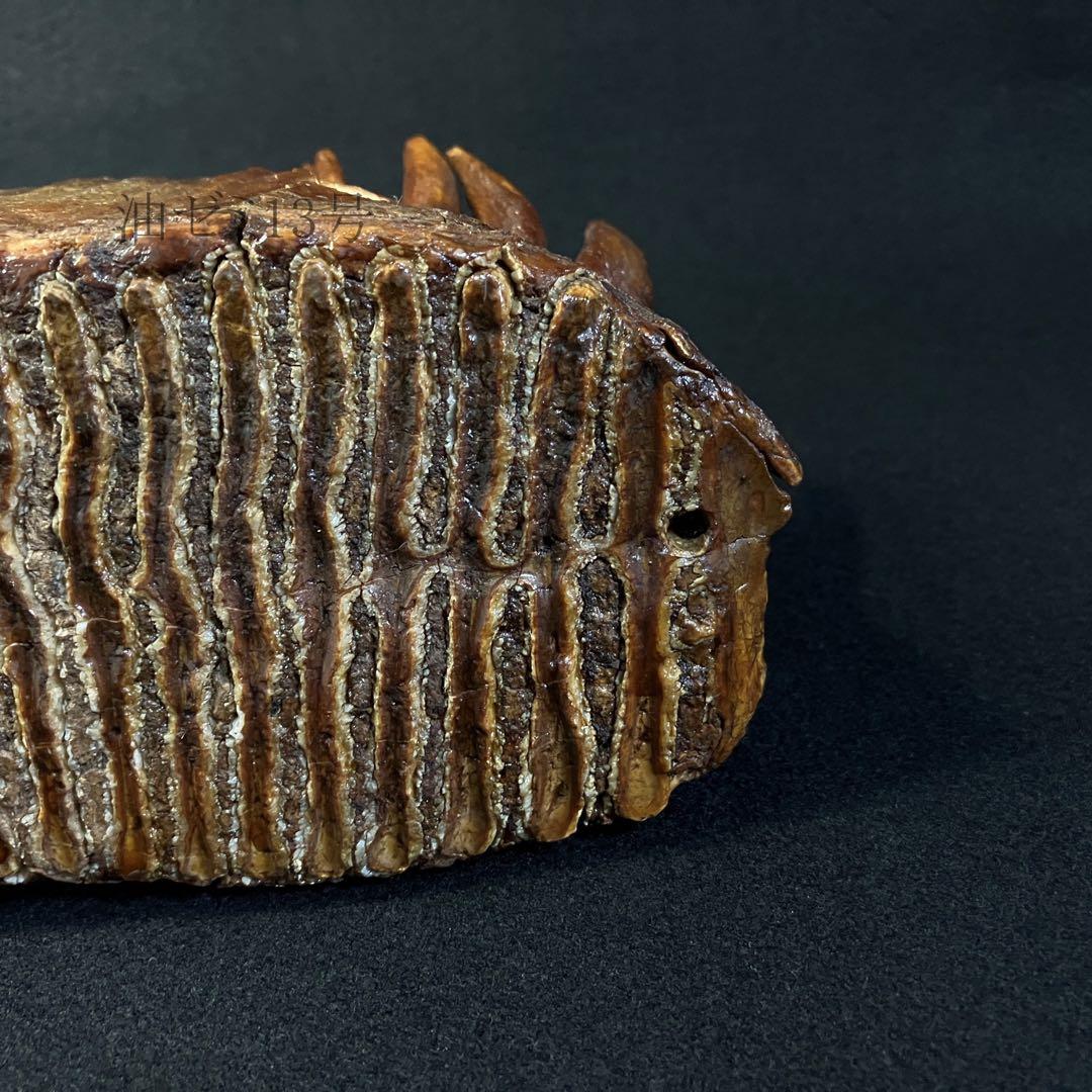 ケナガマンモス　臼歯　化石　コレクション