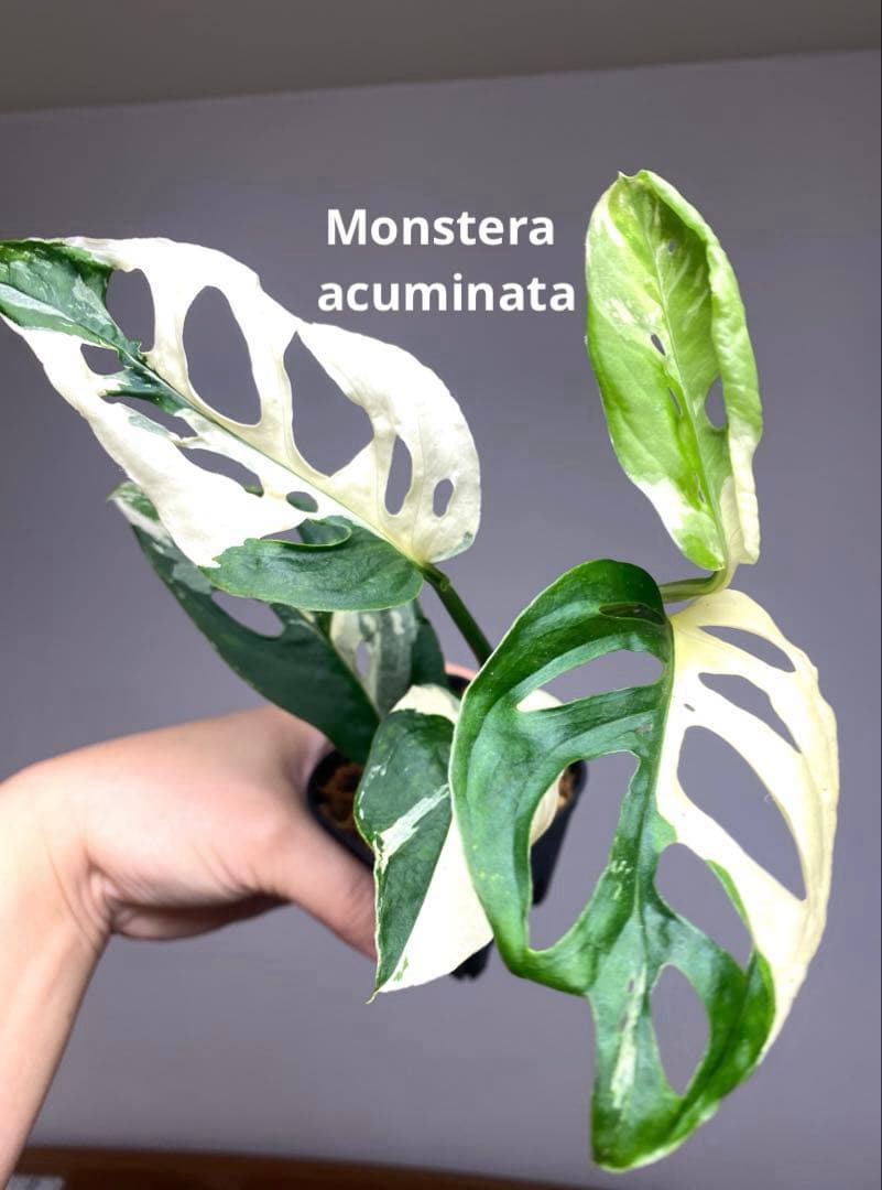 【超希少‼️】モンステラ　アクミナータ　斑入り　レア