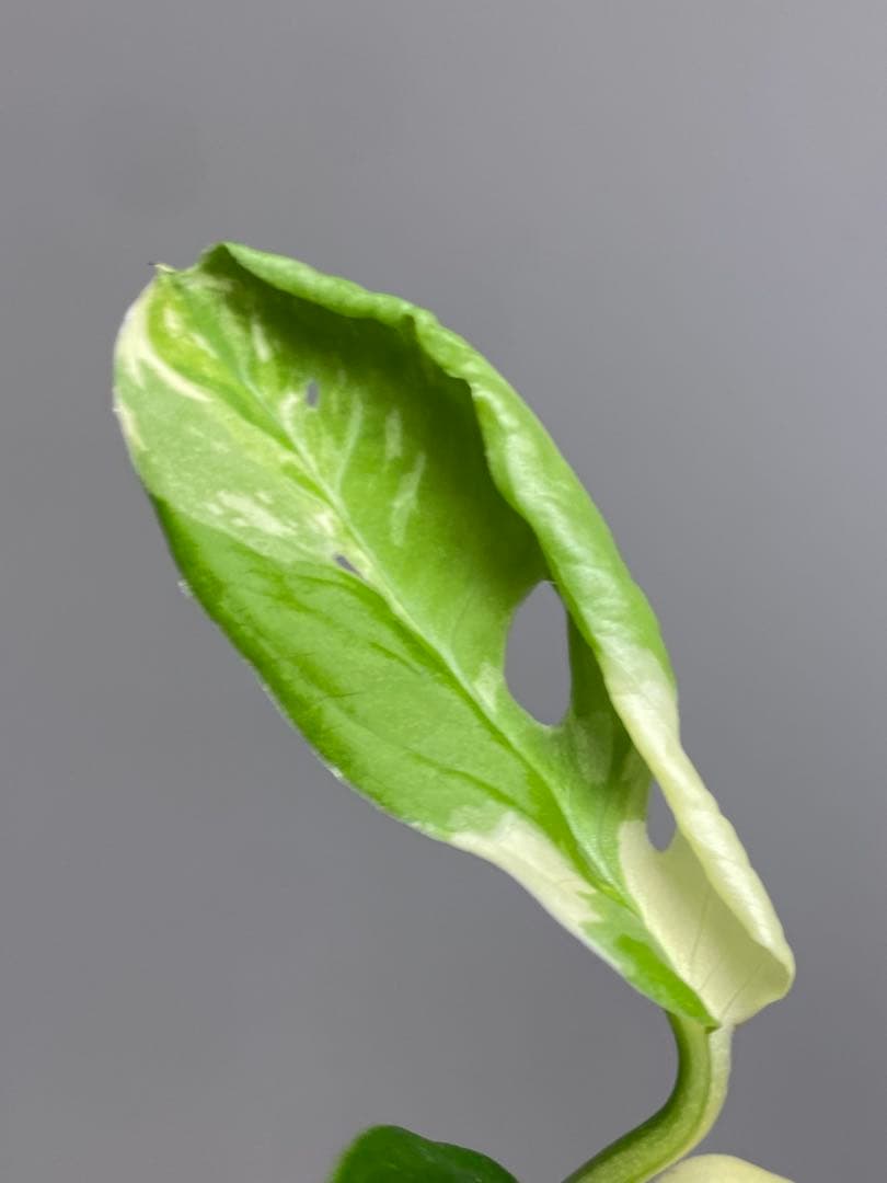 【超希少‼️】モンステラ　アクミナータ　斑入り　レア