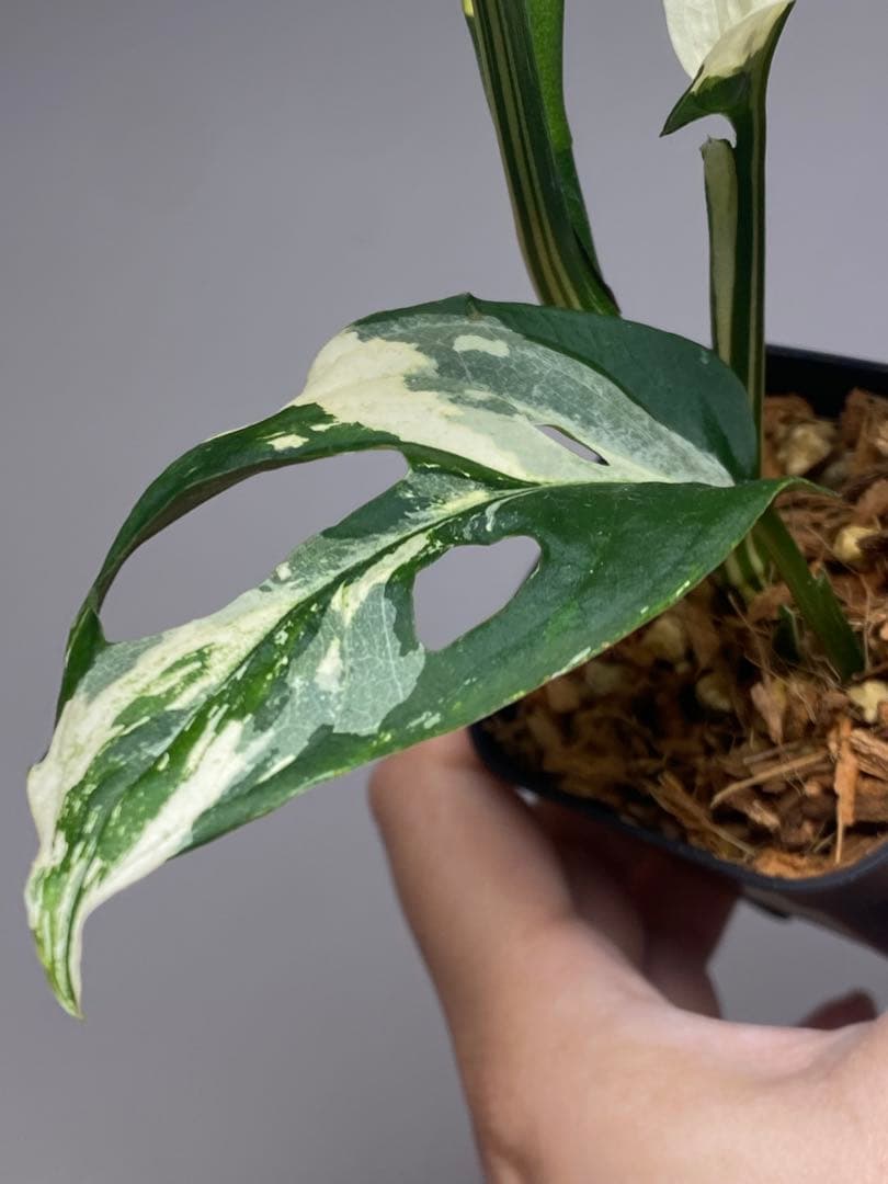 【超希少‼️】モンステラ　アクミナータ　斑入り　レア