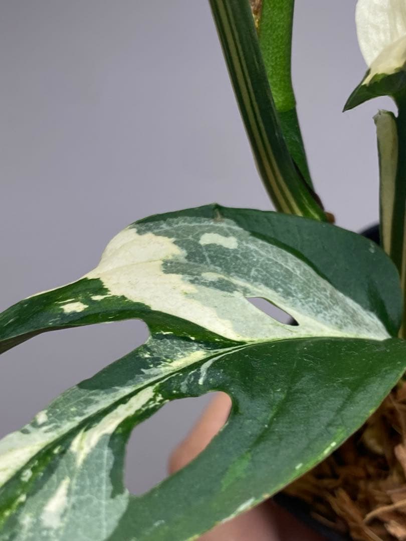 【超希少‼️】モンステラ　アクミナータ　斑入り　レア