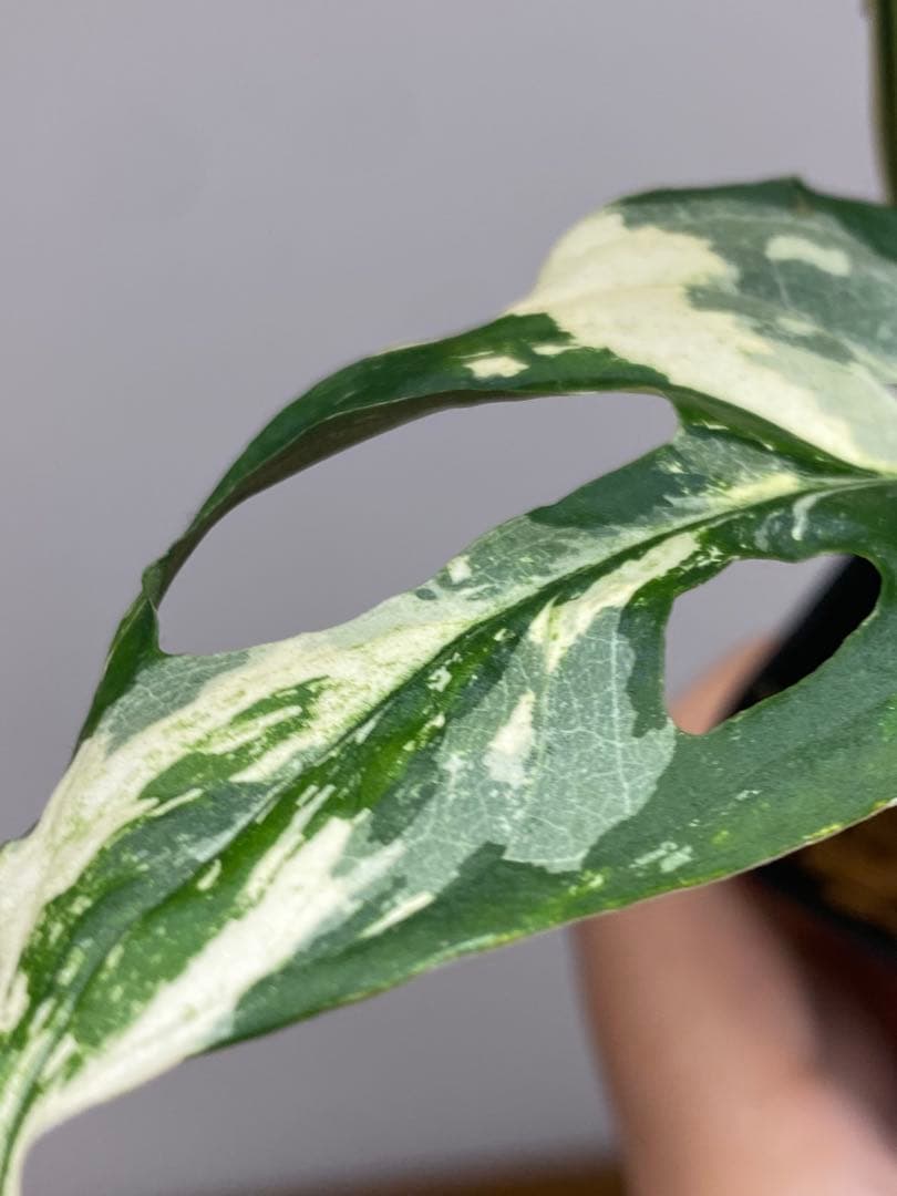 【超希少‼️】モンステラ　アクミナータ　斑入り　レア