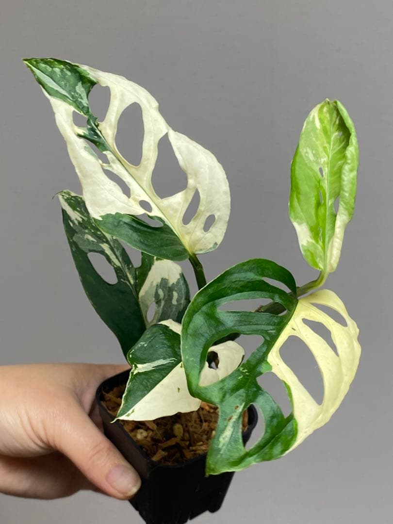 【超希少‼️】モンステラ　アクミナータ　斑入り　レア