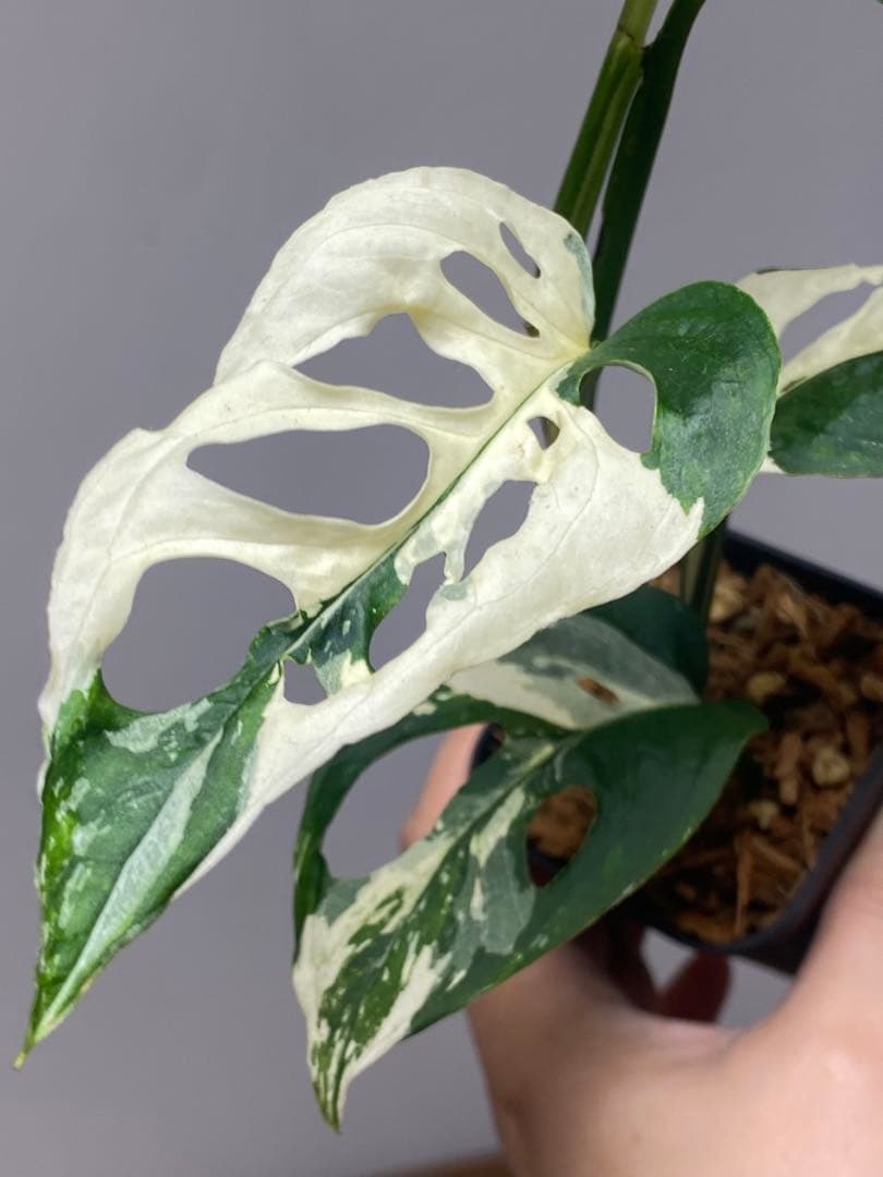 【超希少‼️】モンステラ　アクミナータ　斑入り　レア