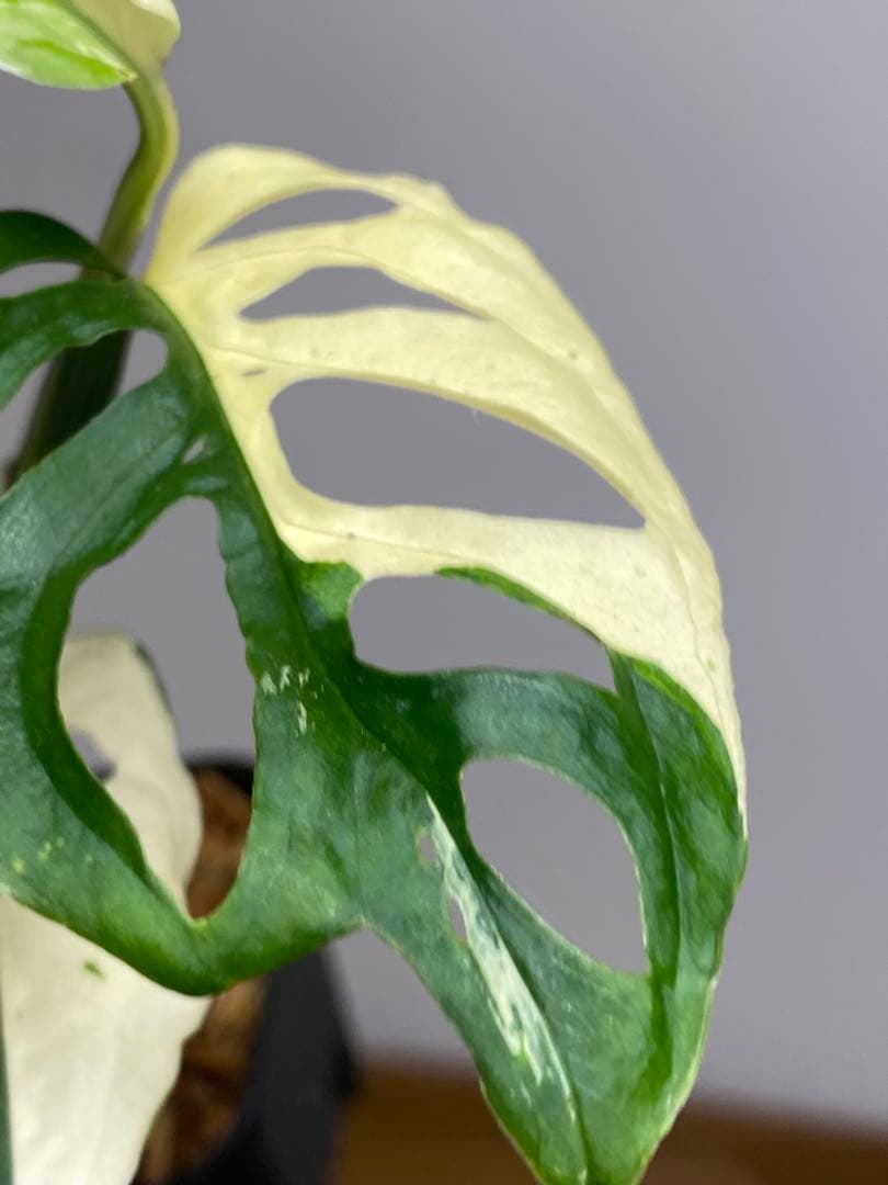 【超希少‼️】モンステラ　アクミナータ　斑入り　レア