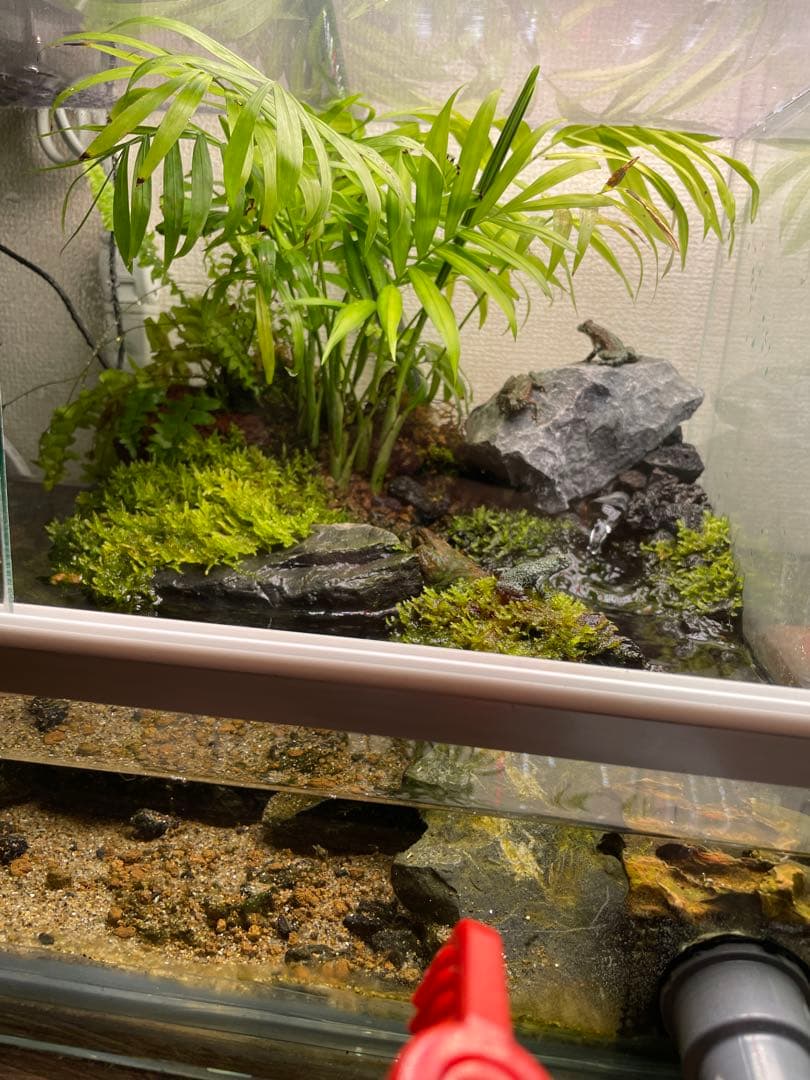 【受注生産】 アクアテラリウム　45センチ水槽