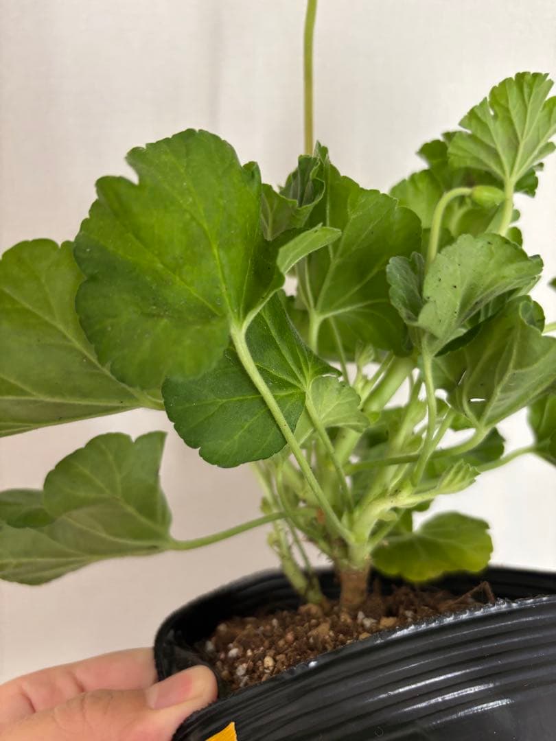 蕾付き　日本初ゼラニウム　希少品種ゼラニウム 成長が早い品種脇芽いっぱいdw02