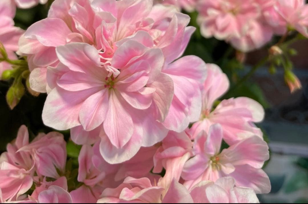 蕾付き　日本初ゼラニウム　希少品種ゼラニウム 成長が早い品種脇芽いっぱいdw02