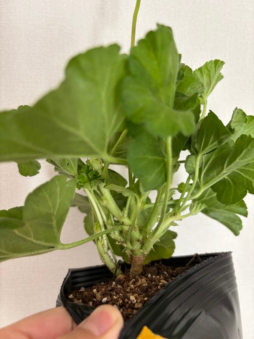 蕾付き　日本初ゼラニウム　希少品種ゼラニウム 成長が早い品種脇芽いっぱいdw02