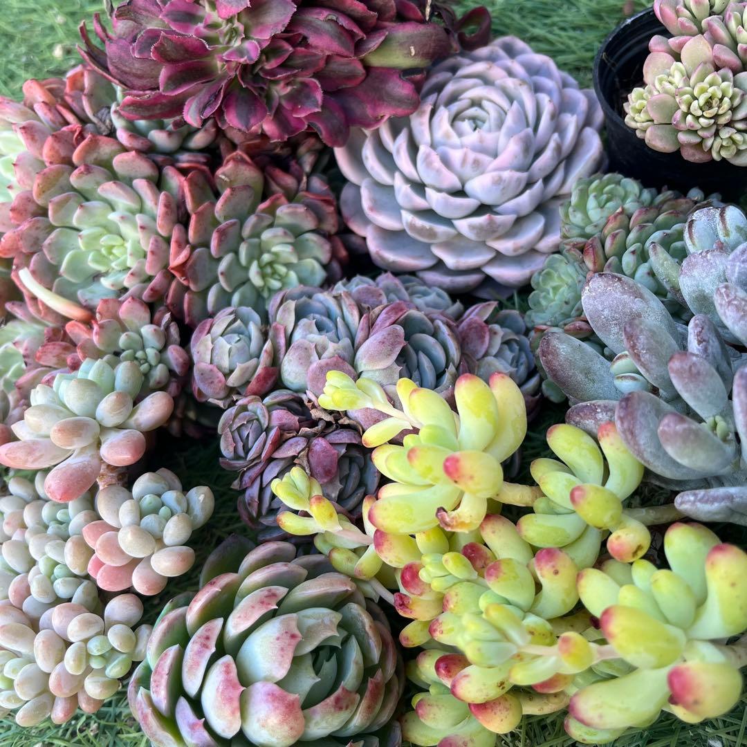 多肉たにゆ福袋　多肉植物