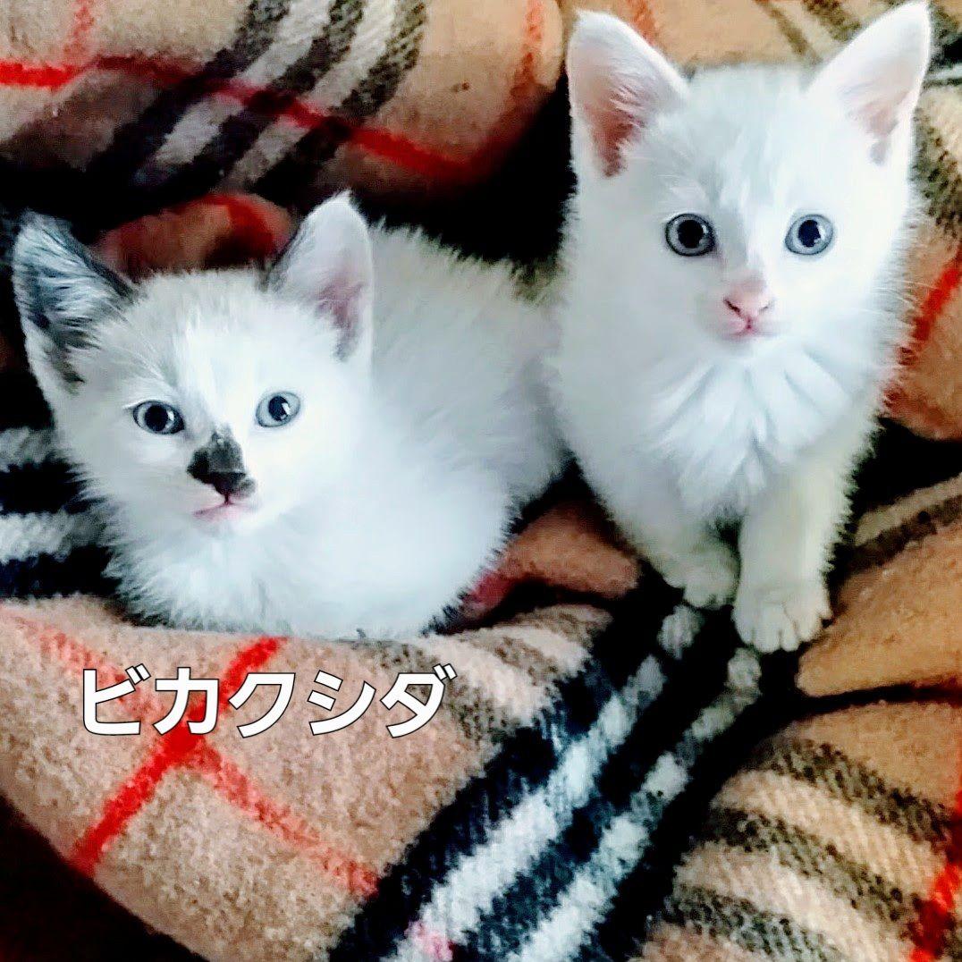 ビカクシダ✤コウモリラン　2種類