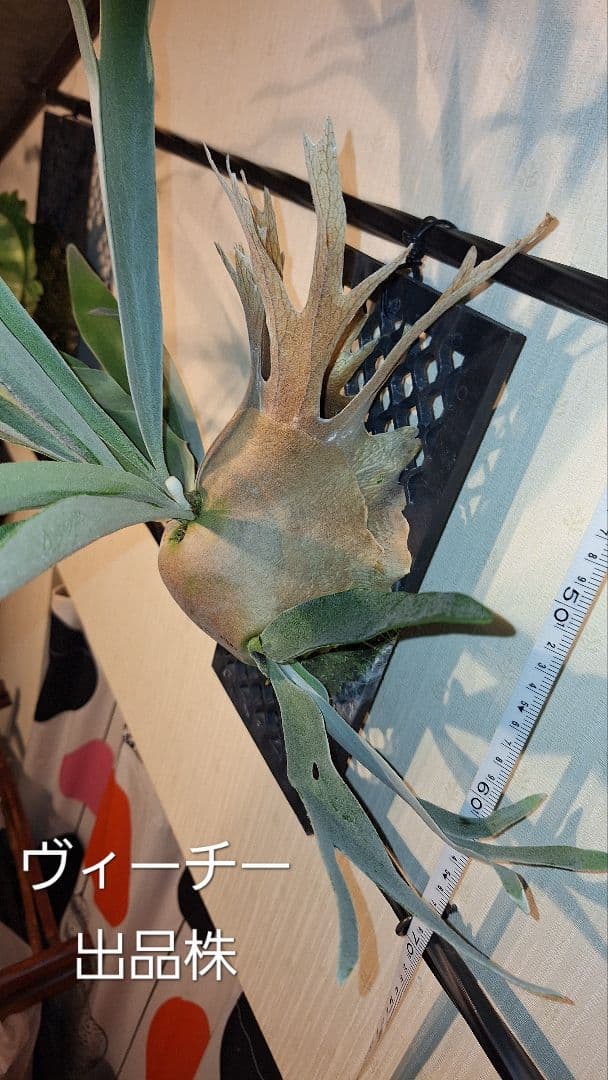 ビカクシダ✤コウモリラン　2種類