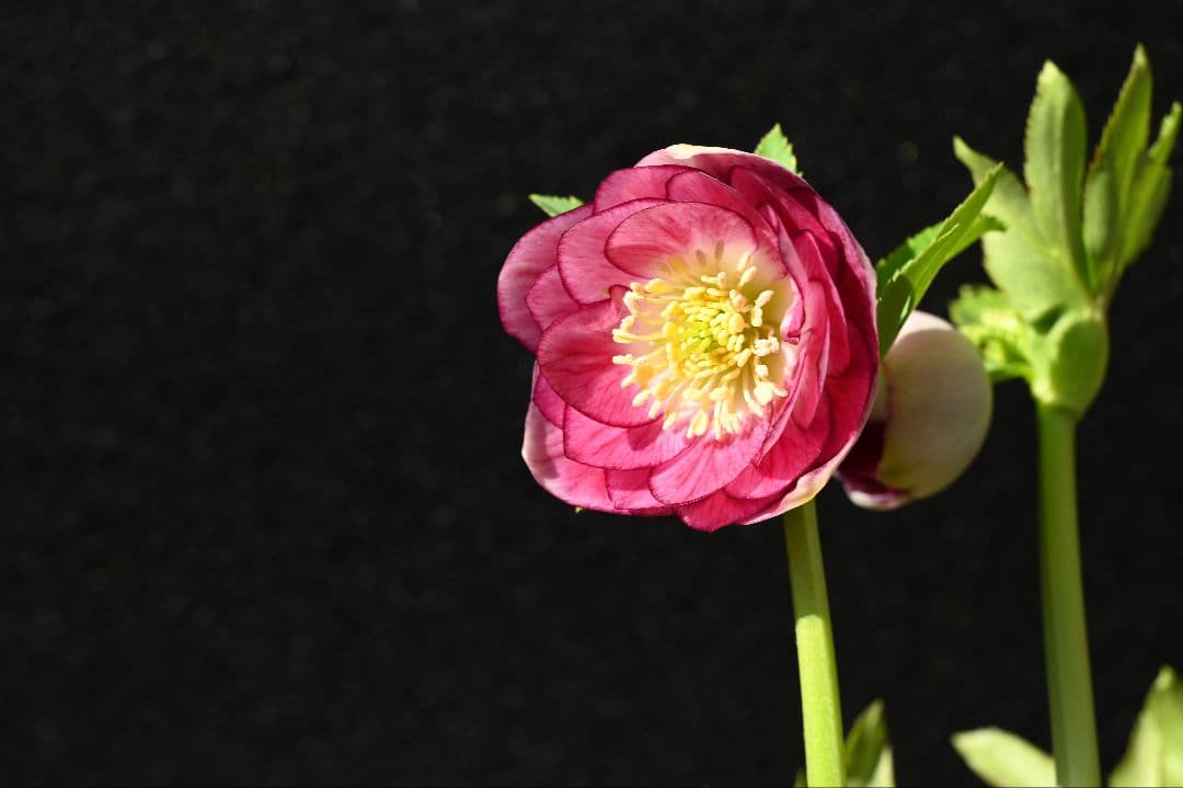 クリスマスローズ　ddレッドリバーシブル底白　加藤農園