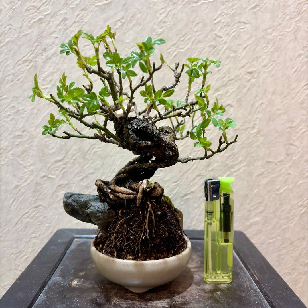 樹高15㎝　石付き　野薔薇　雅　鉢　一蒼　小品　盆栽　真柏　黒松　五葉松　梅　桜