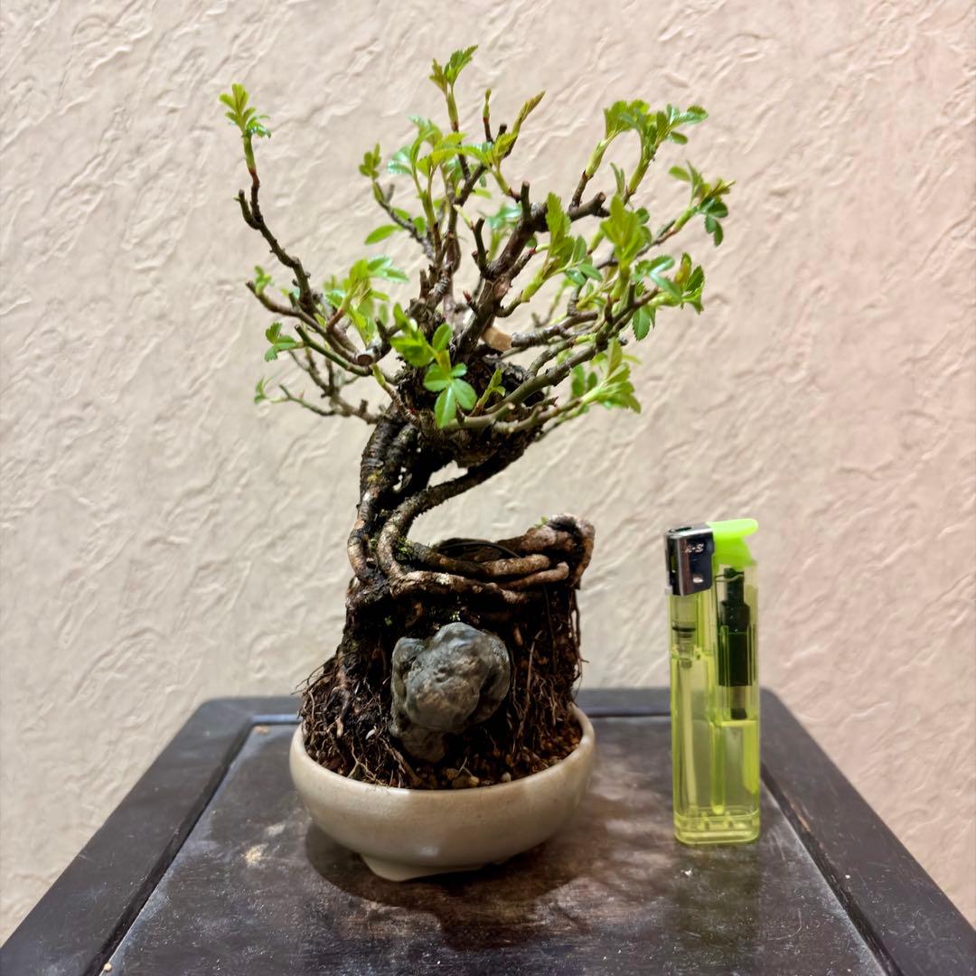 樹高15㎝　石付き　野薔薇　雅　鉢　一蒼　小品　盆栽　真柏　黒松　五葉松　梅　桜
