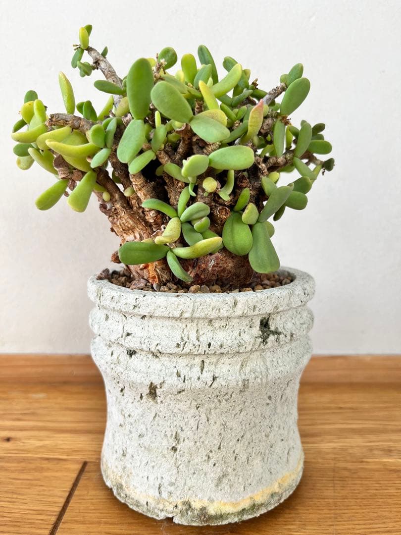 ケラリア　ピグマエア　（大谷石　鉢付き）