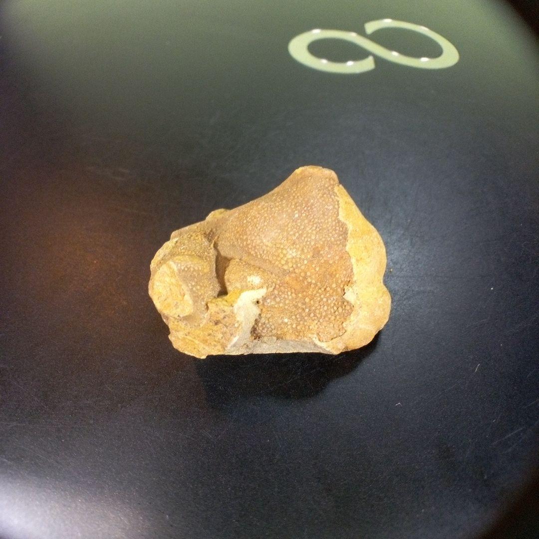 三葉虫　南米産　化石　fossil　ボリビア産　trilobite　南米化石郡⑩