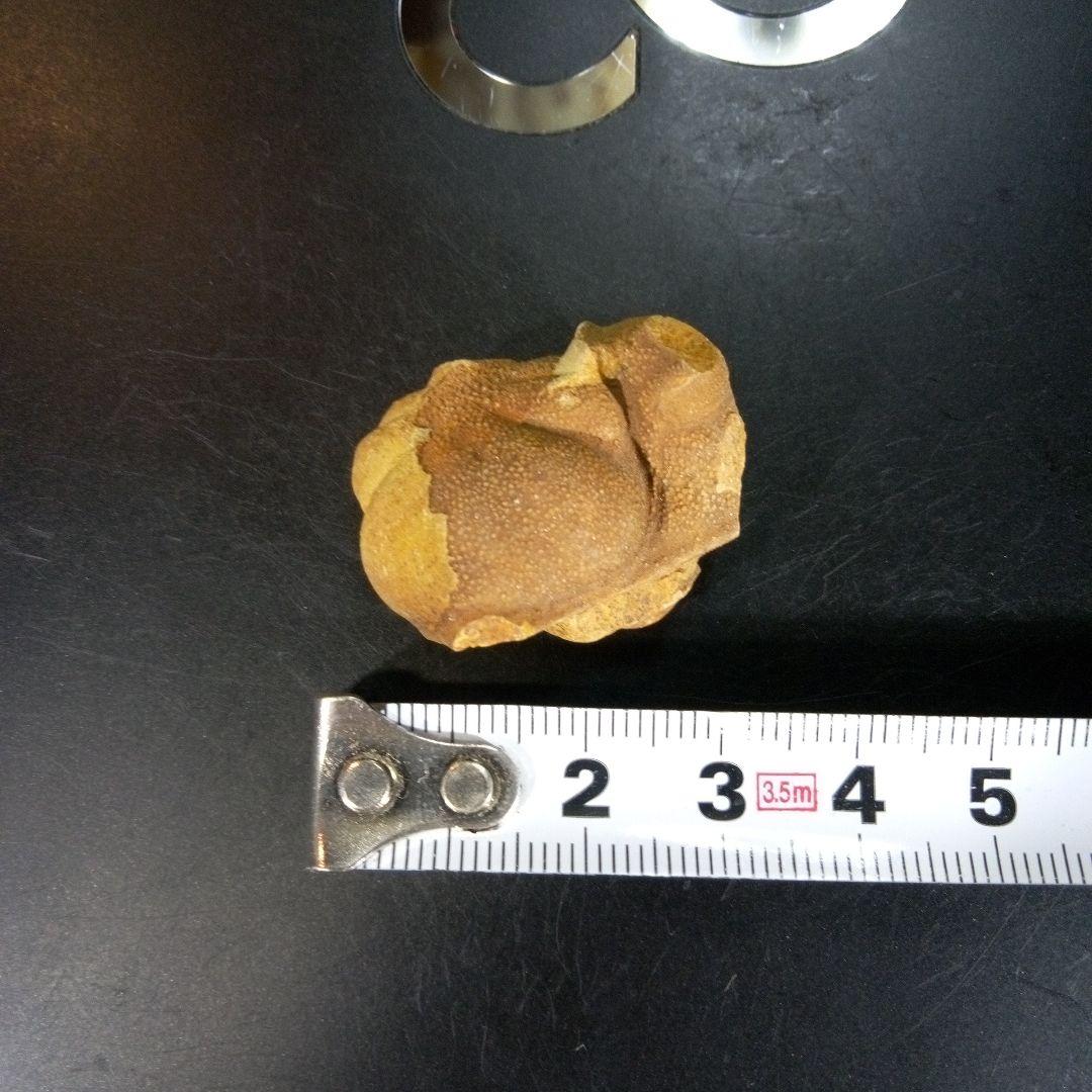 三葉虫　南米産　化石　fossil　ボリビア産　trilobite　南米化石郡⑩