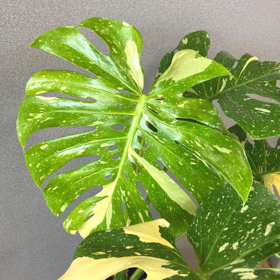 超希少❗️特大❗️超美斑❗️モンステラ　タイコンステレーション✨