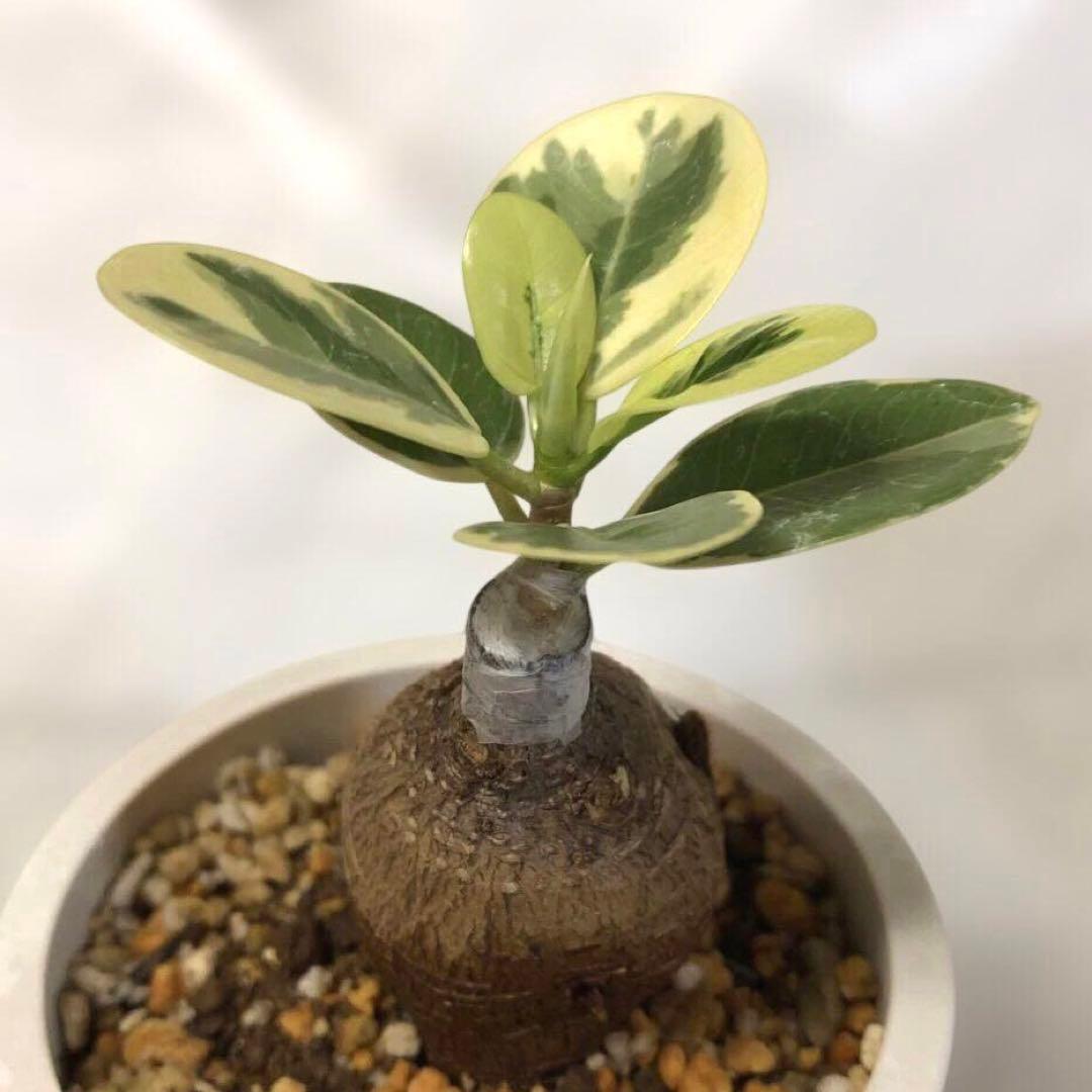 【まん丸】パンダ　ガジュマル　斑入り　接木