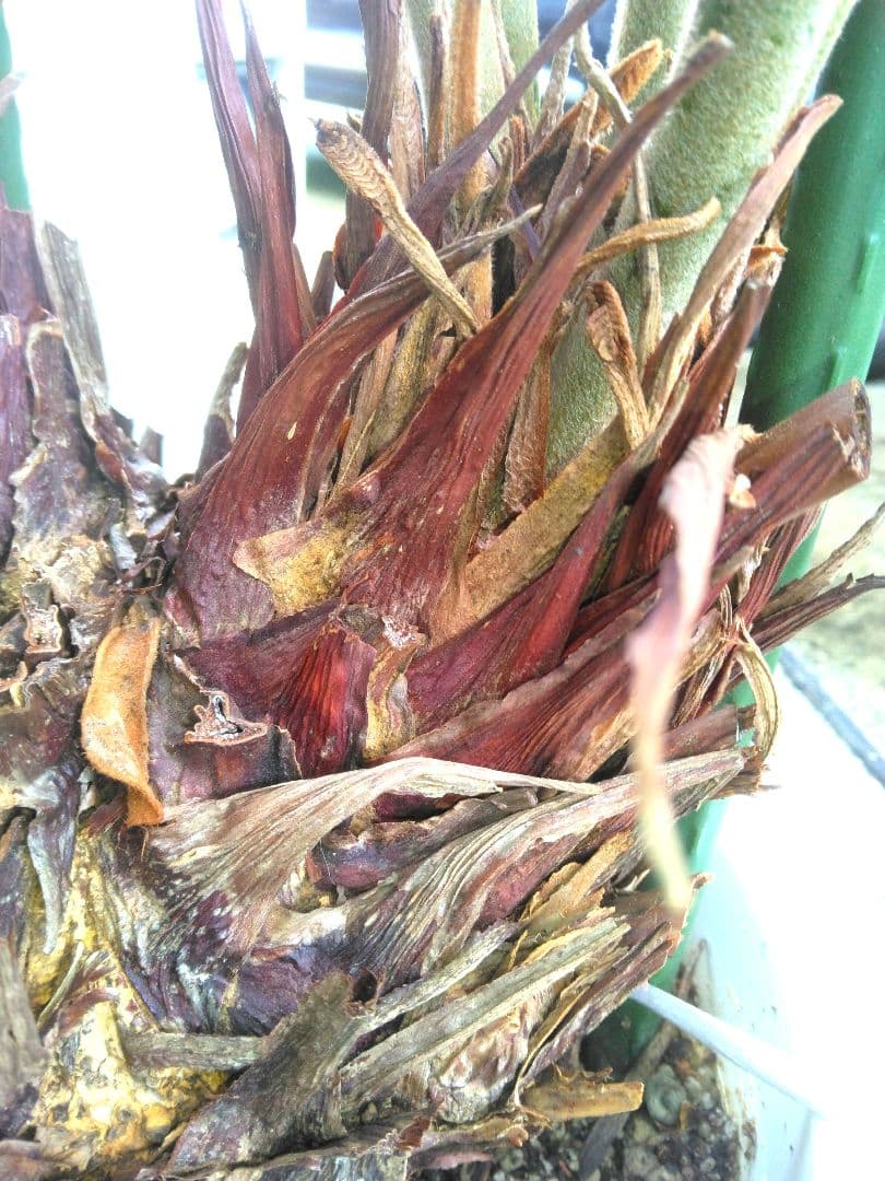 ⭐メキシコソテツ⭐(特大！重量級！)