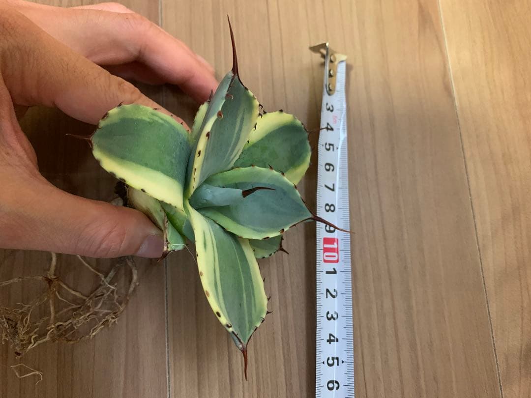 【値引き】アガベ パリー トランカータ オリザバ