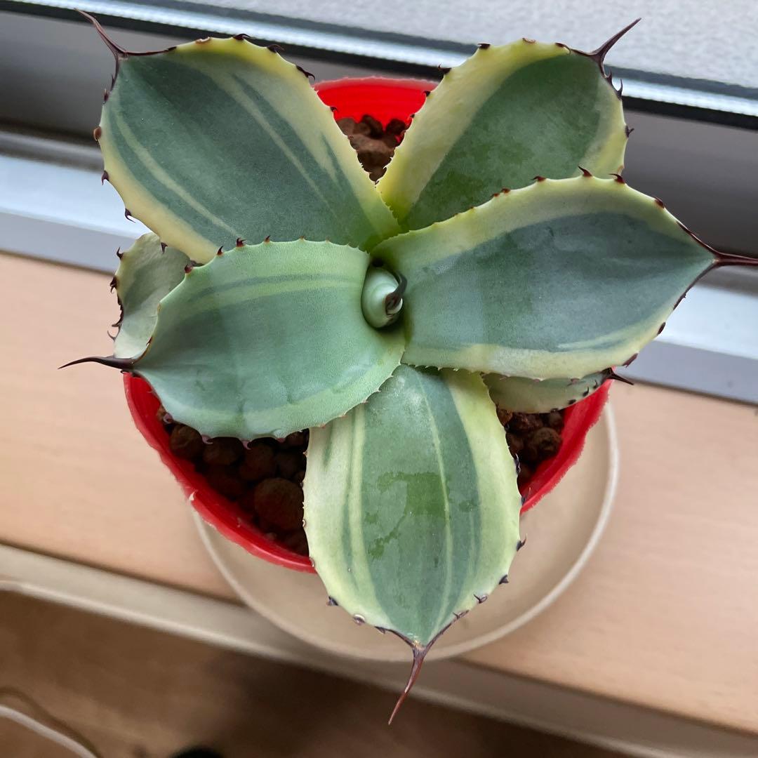 【値引き】アガベ パリー トランカータ オリザバ