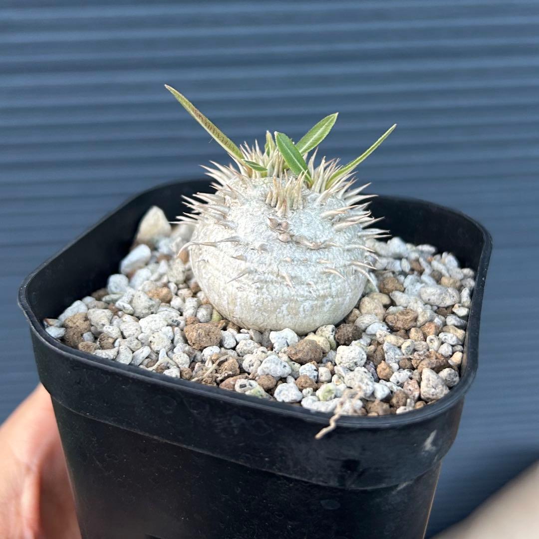 パキポディウム　ブレビカウレ　恵比寿笑　美株　鉢付き