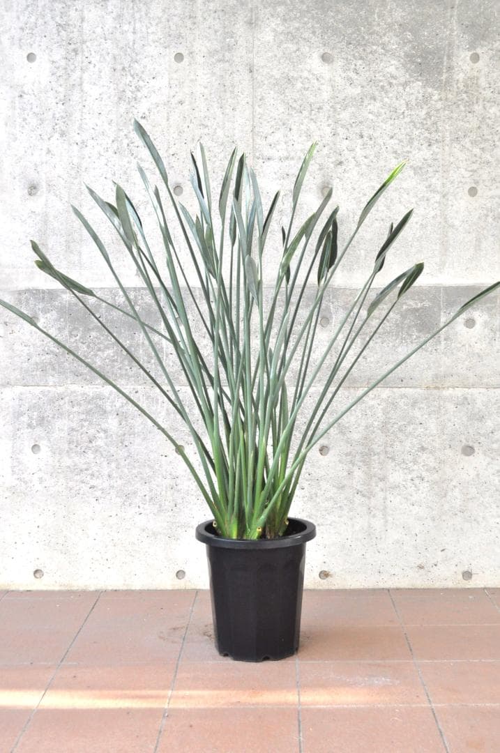 ノンリーフ ストレリチア ユンケア 10号 140cm