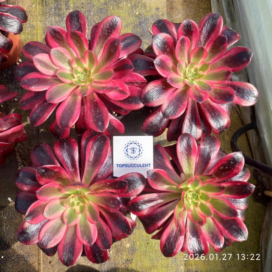 Top【選抜株】多肉植物　23224アエオニウム　メデューサ24個　鉢無し/脱土