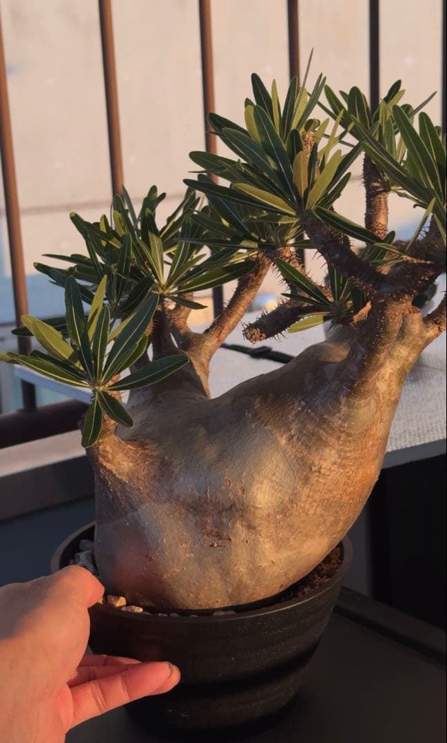 グラキリス大株　現地球発根株　鉢ごと発送