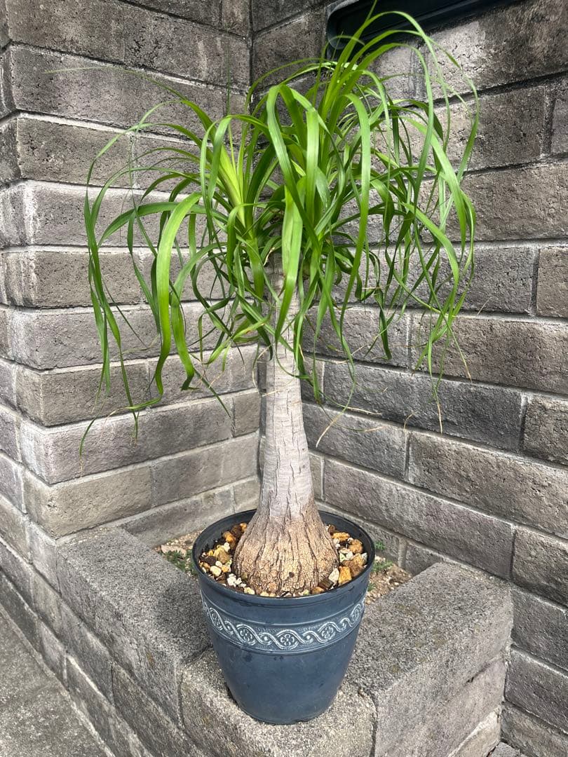 トックリラン　ノリナ　ポニーテール　塊根植物