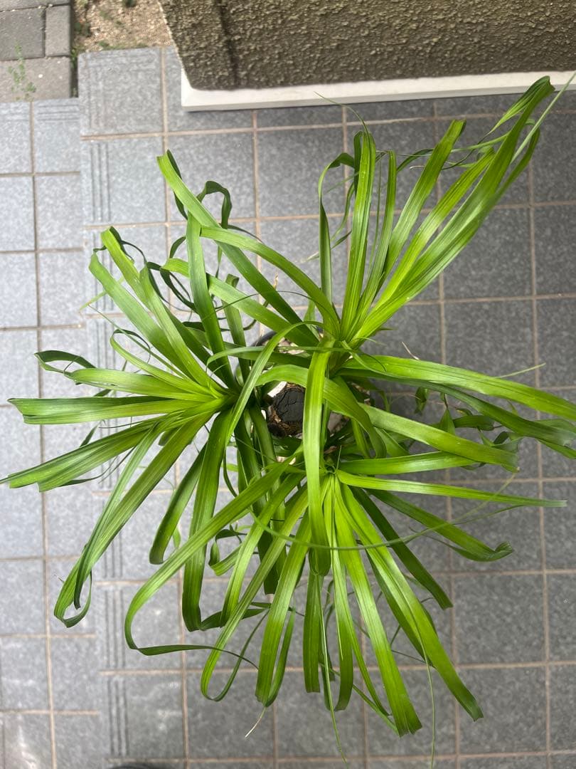 トックリラン　ノリナ　ポニーテール　塊根植物