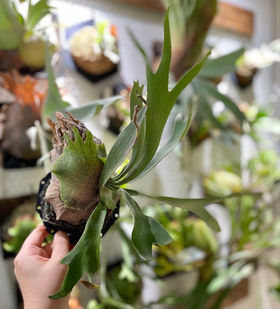 Monkey North 胞子培養株　板付け