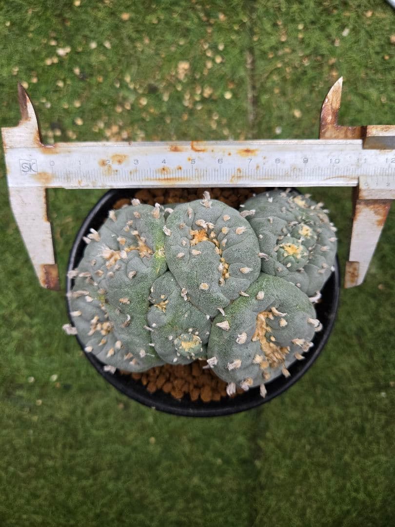 銀冠玉モンストー サ(カキコ)