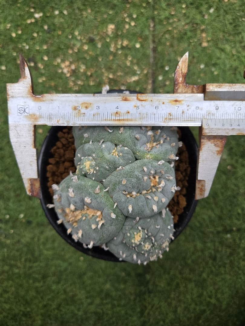 銀冠玉モンストー サ(カキコ)