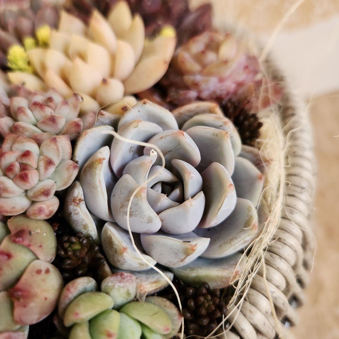 多肉植物寄せ植え　そのまま飾れる　大きなグレーのバスケット☆*