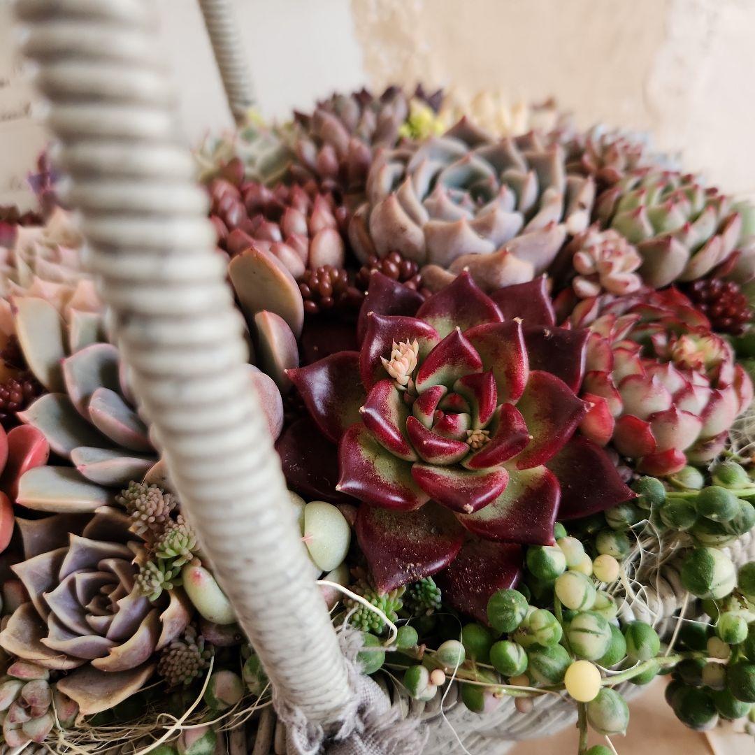 多肉植物寄せ植え　そのまま飾れる　大きなグレーのバスケット☆*