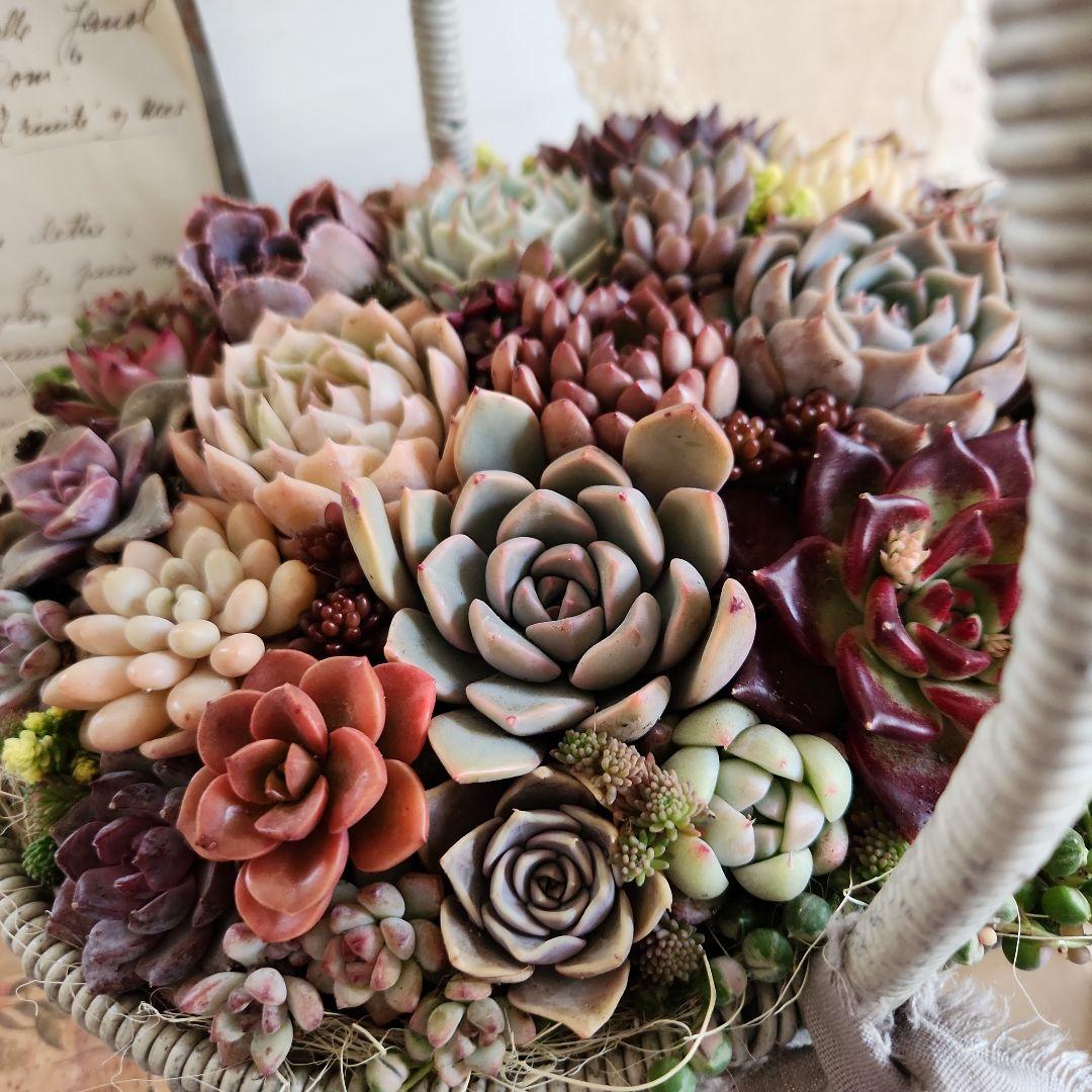 多肉植物寄せ植え　そのまま飾れる　大きなグレーのバスケット☆*