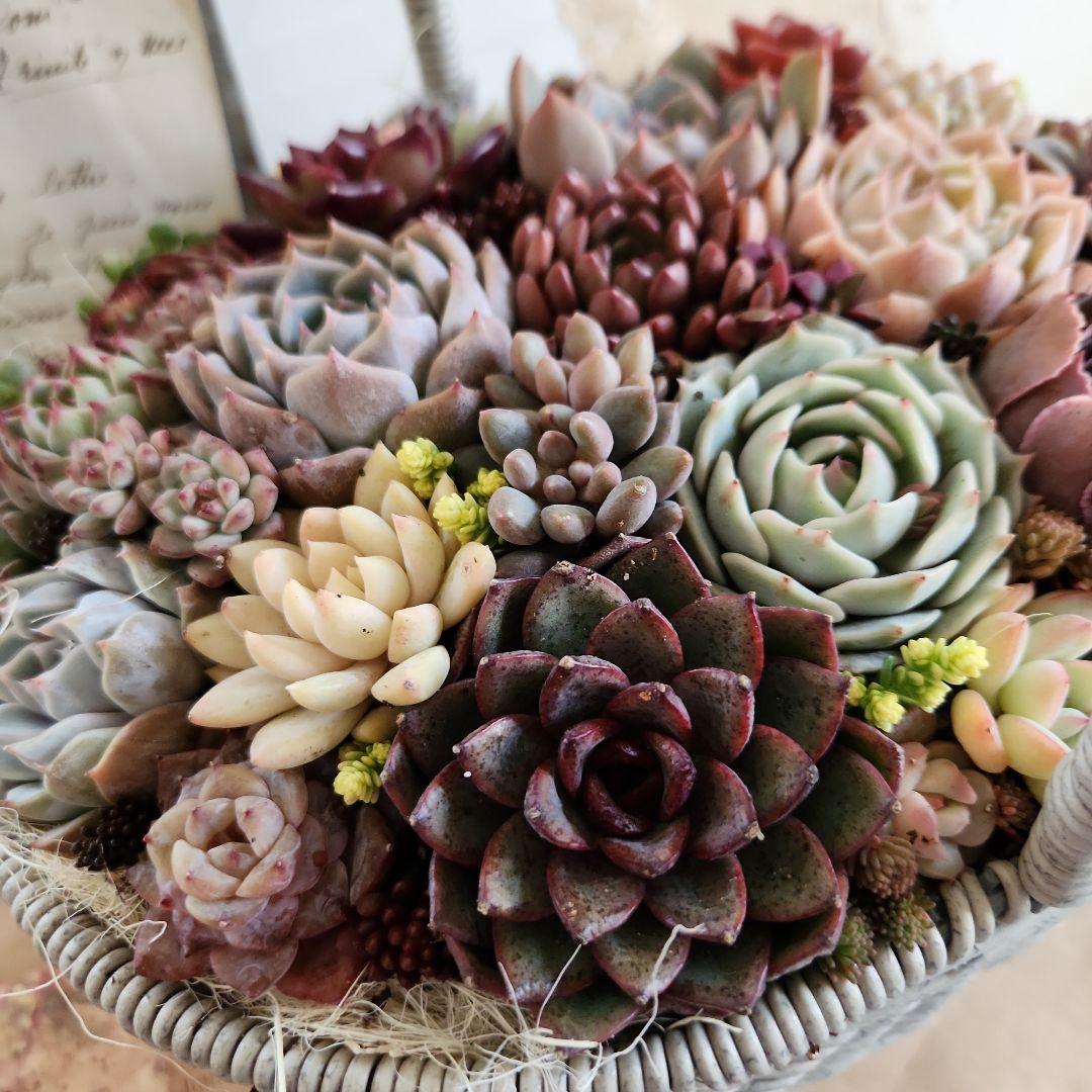 多肉植物寄せ植え　そのまま飾れる　大きなグレーのバスケット☆*