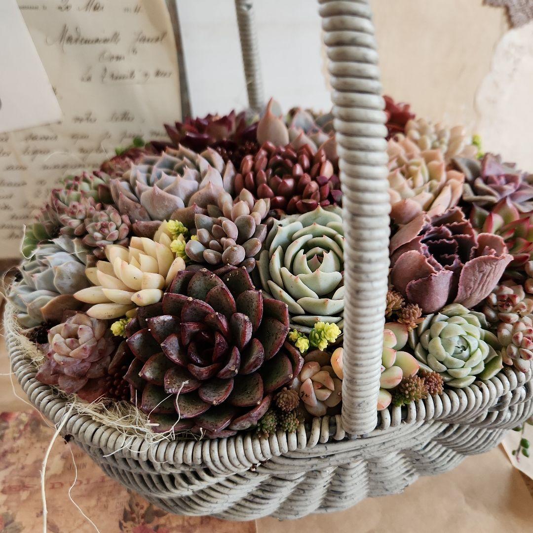 多肉植物寄せ植え　そのまま飾れる　大きなグレーのバスケット☆*
