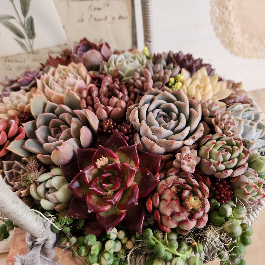 多肉植物寄せ植え　そのまま飾れる　大きなグレーのバスケット☆*